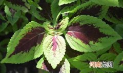 彩叶草品种有哪些