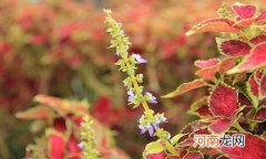 彩叶草开花什么时候