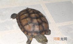 中华草龟怎么养吃什么
