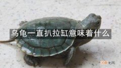 乌龟一直扒拉缸意味着什么