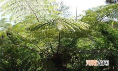 梭罗树是几级保护植物