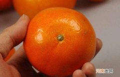 皇帝柑和橙子的区别