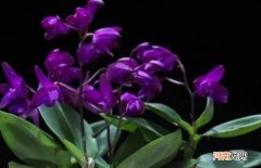 紫色兰花是什么品种
