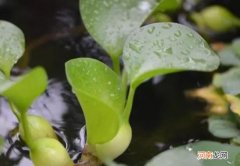 水葫芦是什么植物