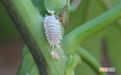 花土里有白色的特别小的虫子怎么办