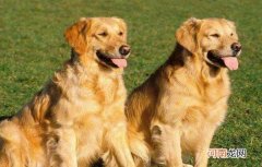 狗狗消化不良的症状表现有哪些