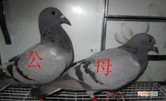 分辨鸽子公母的正确方式