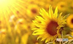 做法不阳光是什么意思