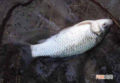 0到5度钓鲫鱼会有口吗