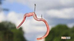 蚯蚓怎么挂钩容易上鱼