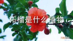 柘榴是什么植物