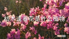 枯木逢春花是什么植物