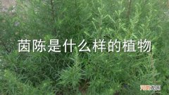 茵陈是什么样的植物
