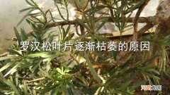 罗汉松叶片逐渐枯萎的原因