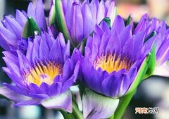 紫色睡莲花束可以养家里吗