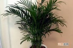 富贵椰子怎么养