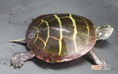 东锦龟和西锦龟的区别