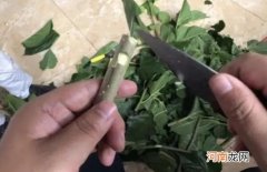 嫁接和扦插的区别