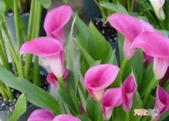 彩色马蹄莲一年开几次花