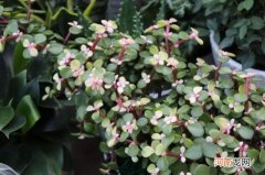 金枝玉叶有毒吗