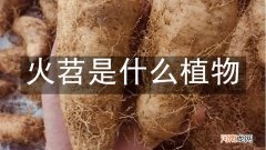 火苕是什么植物
