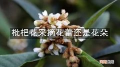 枇杷花采摘花蕾还是花朵
