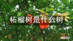 柘榴树是什么树