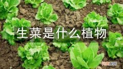 生菜是什么植物