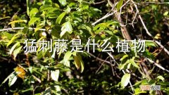 猛刺藤是什么植物