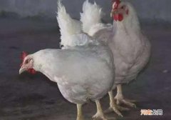 肉鸡儿和血鸡儿的区别