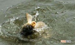 偷驴和正钓的区别