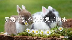 养兔子要不要给兔子喝水