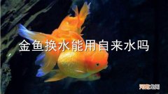 金鱼换水能用自来水吗