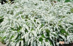 龙柳和雪柳的区别