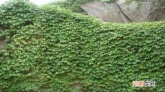 攀缘和攀援的区别