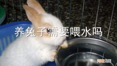 养兔子需要喂水吗