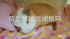荷兰猪睡觉闭眼吗