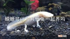 蝾螈可以和其他鱼一起养吗