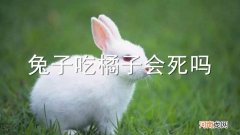 兔子吃橘子会死吗