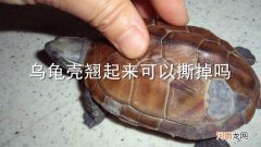 乌龟壳翘起来可以撕掉吗
