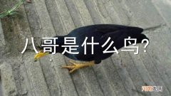 八哥是什么鸟?