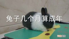兔子几个月算成年