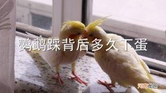 鹦鹉踩背后多久下蛋