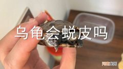 乌龟会蜕皮吗