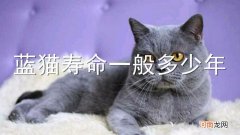 蓝猫寿命一般多少年