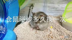 仓鼠浴沙多久换一次
