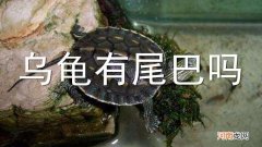 乌龟有尾巴吗