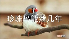 珍珠鸟能活几年