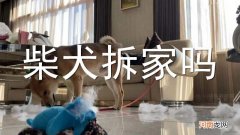 柴犬拆家吗