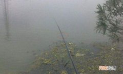 钓罗非鱼调漂的正确方法